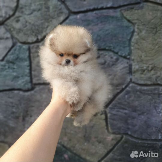 Щенки шпица