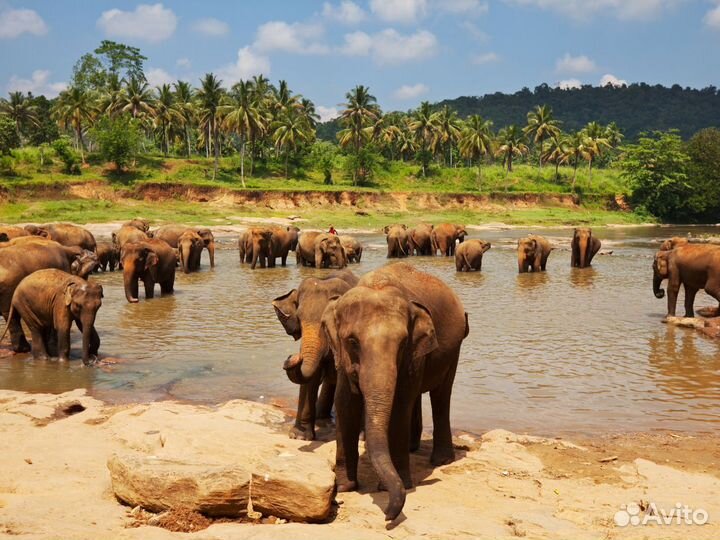 Поездка на Sri-Lanka на 7 нч за двоих человек