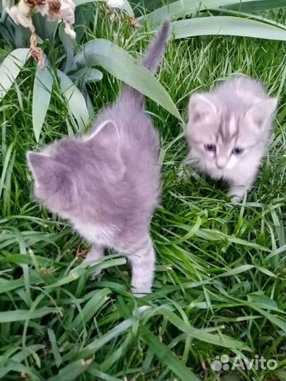 Трехцветные котята в добрые руки