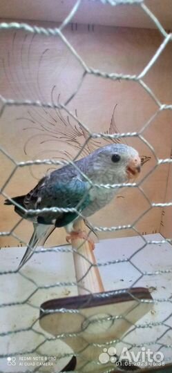 Певчий попугай