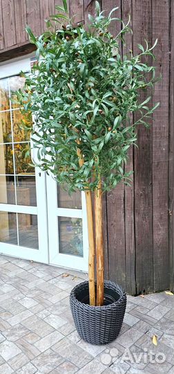 Декоративное дерево Олива 170 см