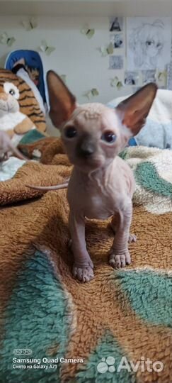 Канадский сфинкс