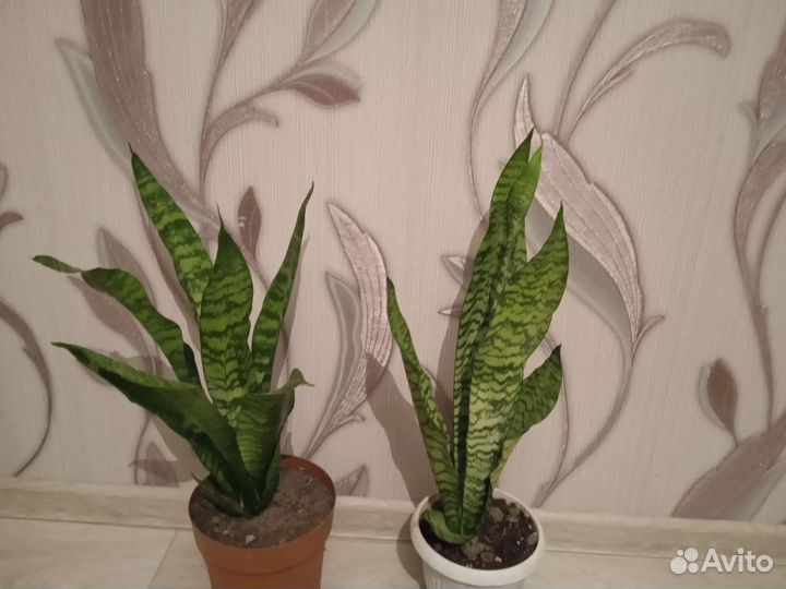 Сансевиерия