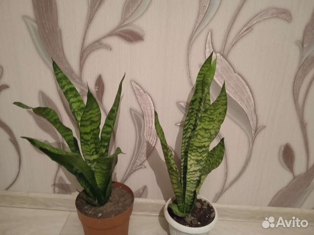 Сансевиерия