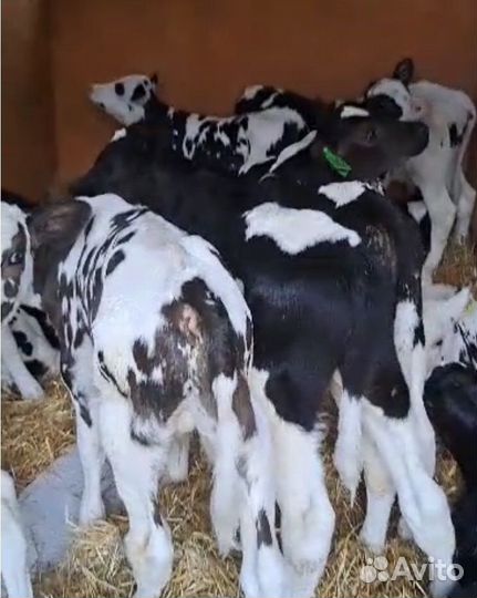 Телята бычки