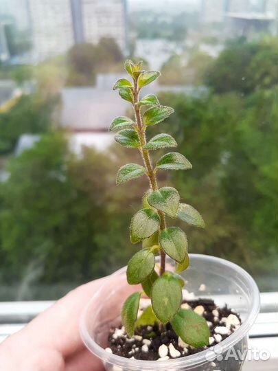 Колумнея, редкий сорт, укоренённые черенки