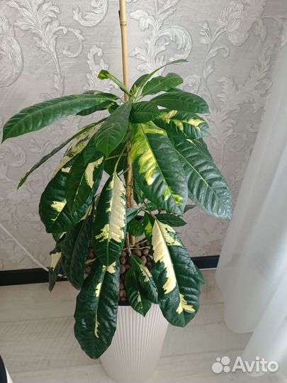 Кодиеум кротон