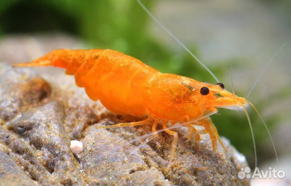 Аквариумные креветки