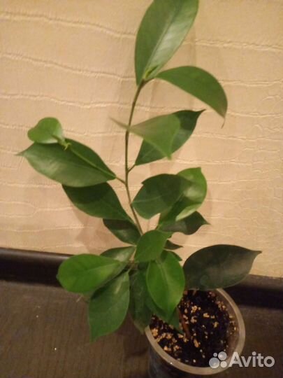 Фикус бенджамина