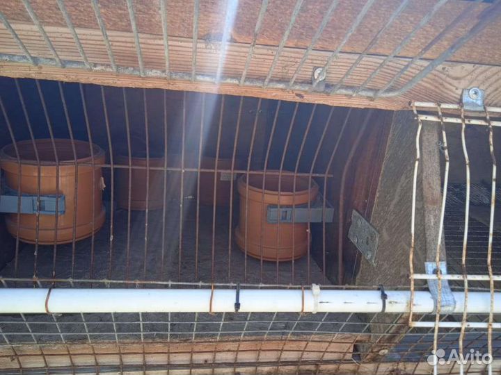 Клетка для кроликов