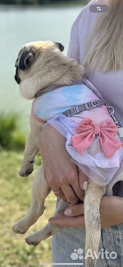 Одежда для маленьких собак