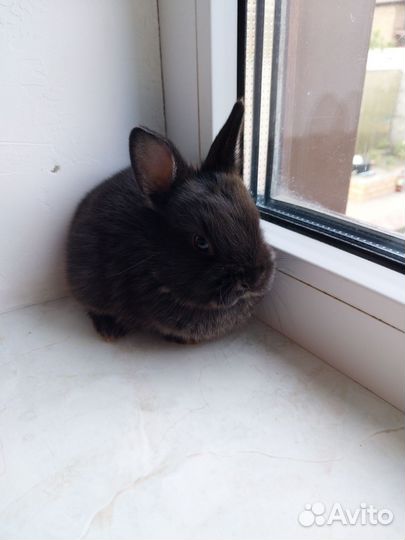 Мини карликовый кролик