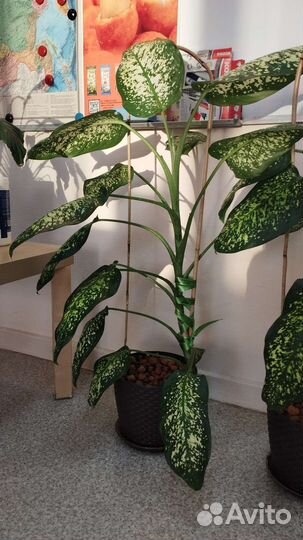 Диффенбахия