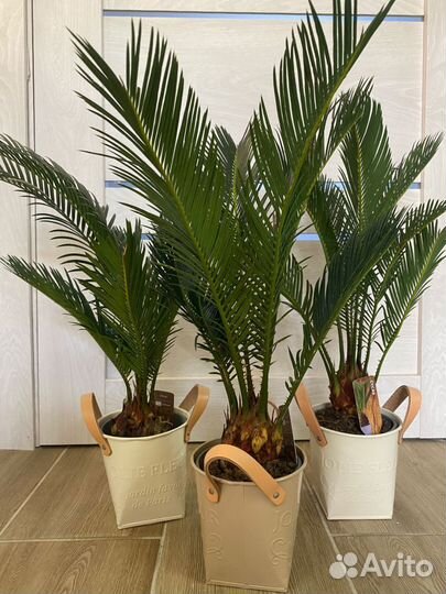 Пальма цикас