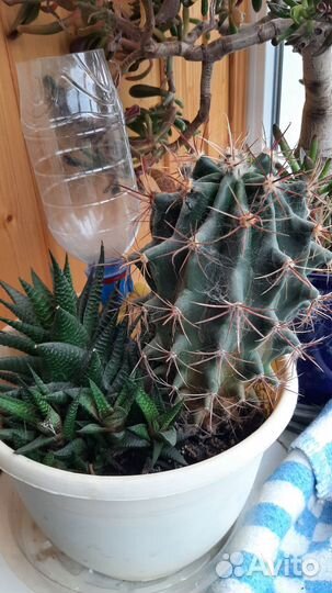 Комнатные экзотические растения