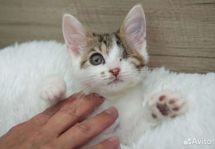 Котенок Боб 3,5 мес