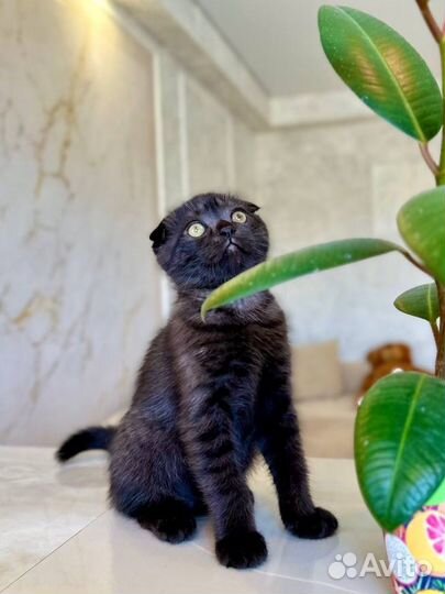 Шотландская вислоухая девочка