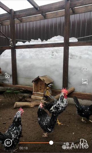 Цыплята породы Леггорн Далматинец