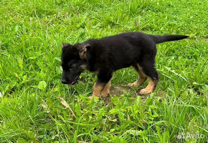Щенки Восточно европейской овчарки
