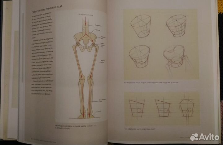 Анатомия для художников. Роберто Ости Эндрю Лумис
