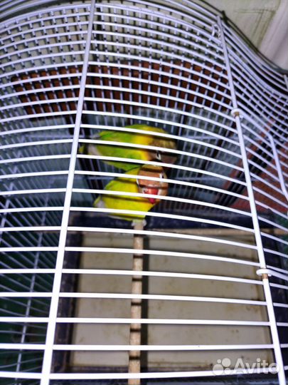 Попугай неразлучники