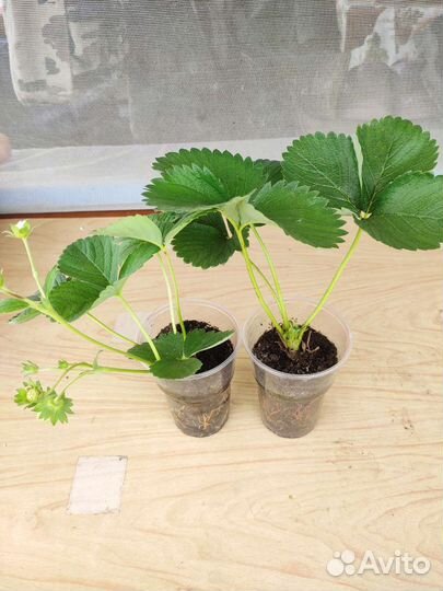 Рассада садовой земляники