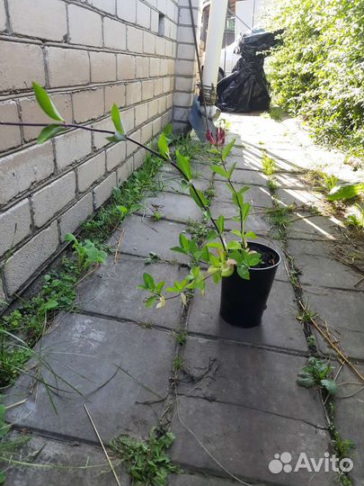 Каприфоль растения