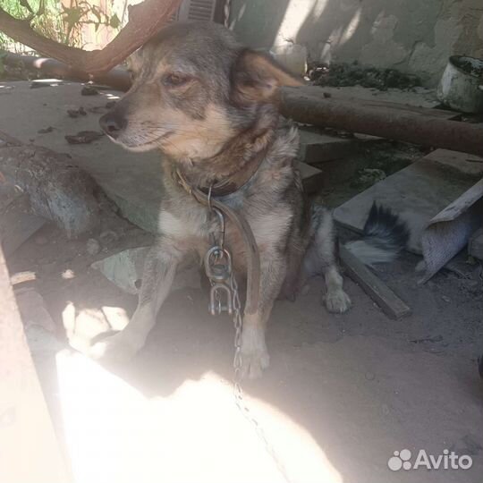 Собака в добрые руки отдам бесплатно