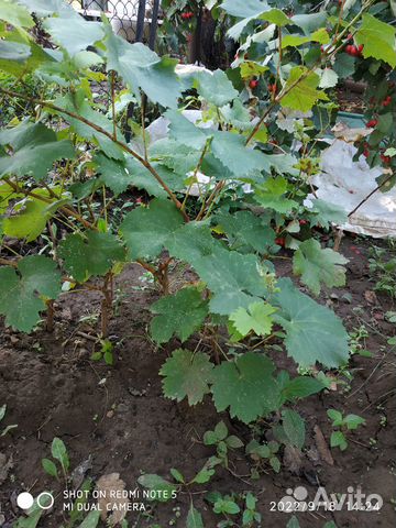 Саженцы винограда