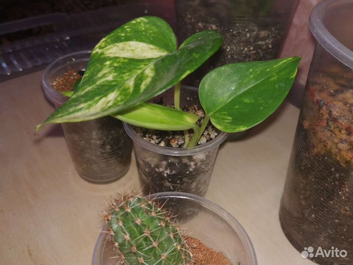 Набор цветов отдам за 350 5 шт