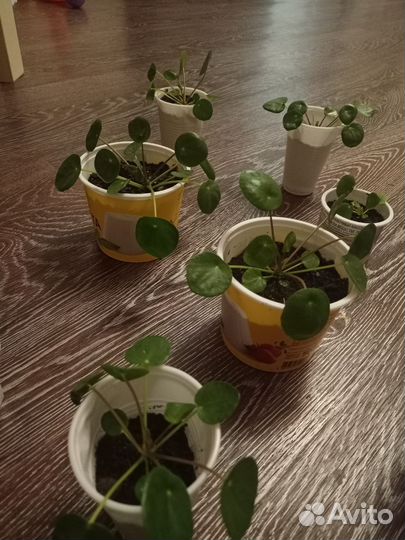 Пилея пеперомиевидная