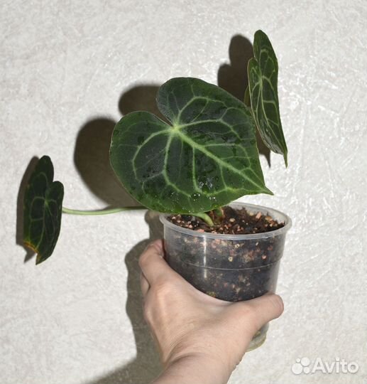 Антуриум Кларинервиум