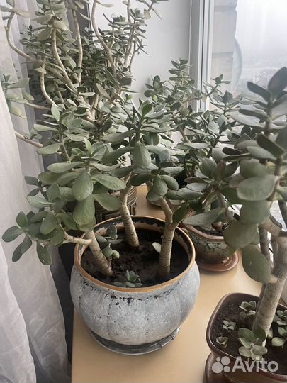 Толстянка крассула