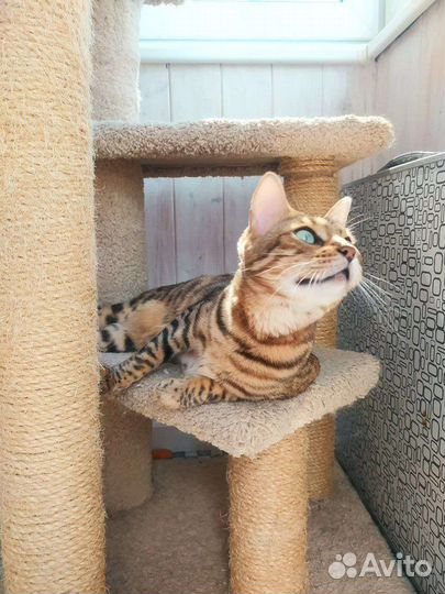 Бенгальская кошечка