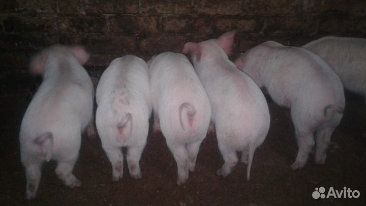 Поросята ландрас 1.5 месяца