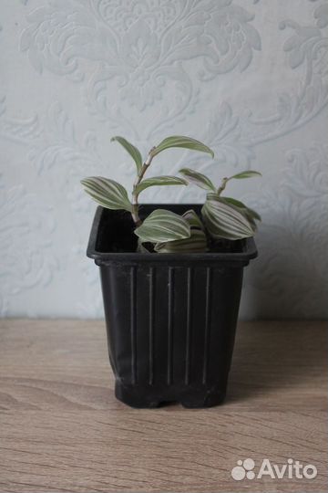 Традесканция