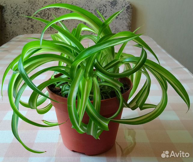 Хлорофитум