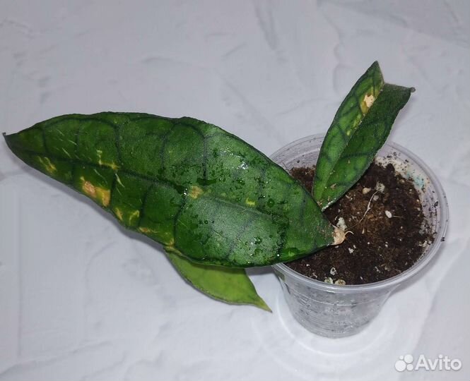 Хойя финлайсонни