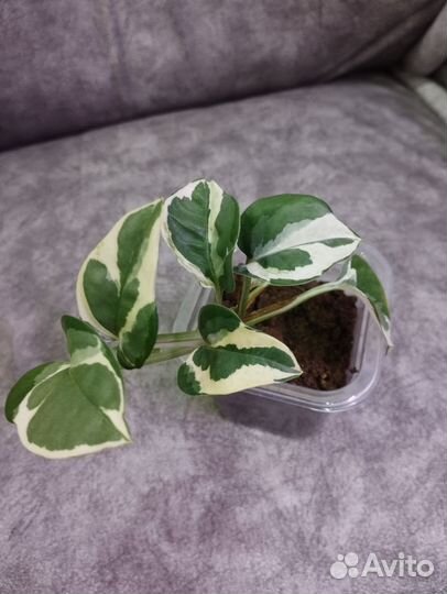 Сциндапсус н джой