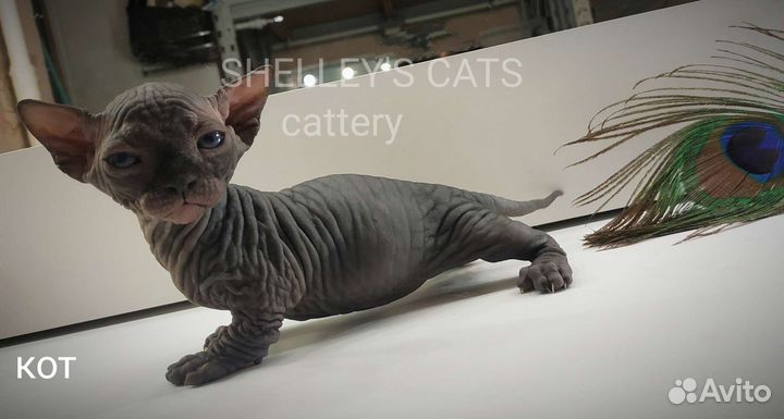 Двэльф котенок