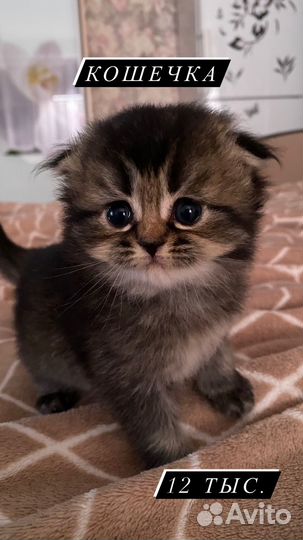 Шотландские котята