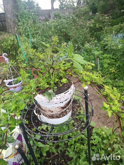 Стефанандра