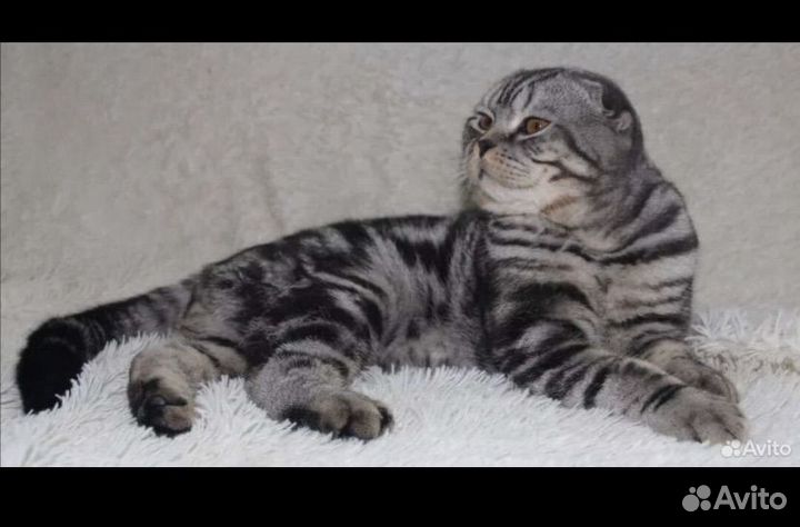 Шотландские вислоухие котята