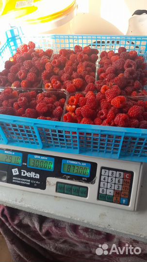 Рассада ремонтантной малины