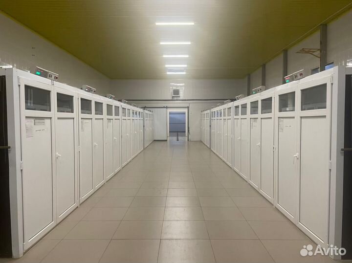 Яйцо инкубационное бройлер кобб 500/росс 308