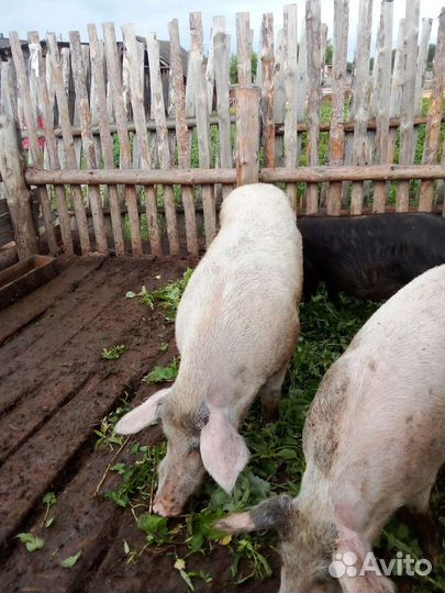 Продам хряка