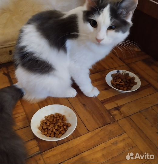 Кошка