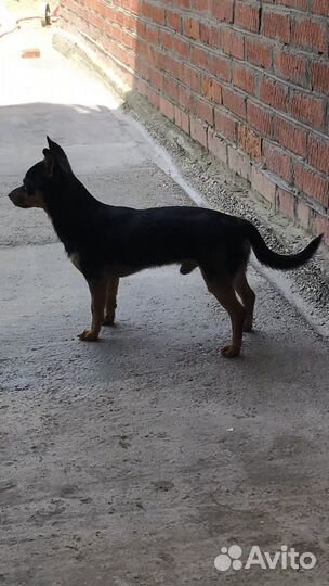 Вязка Той-терьер