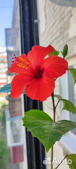 Гибискус красный