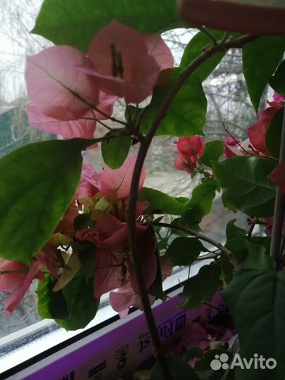 Бугенвилия Citra